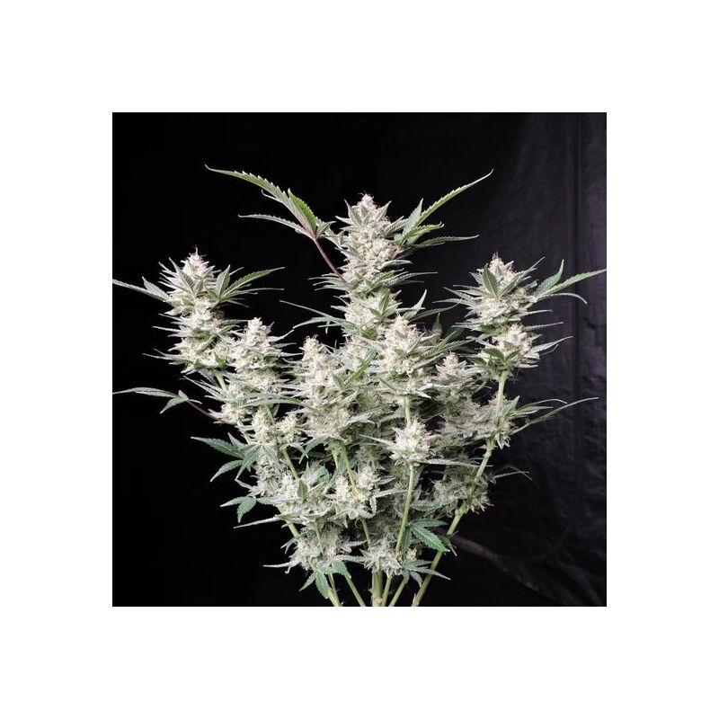 Strawberry Gorilla Auto, Фасовка: 3, изображение 5